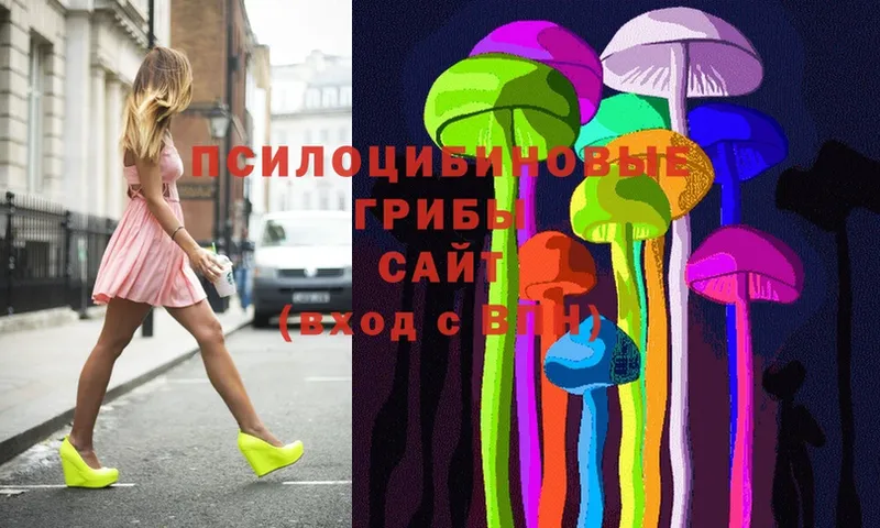 Галлюциногенные грибы Psilocybe  где продают   Новосиль 